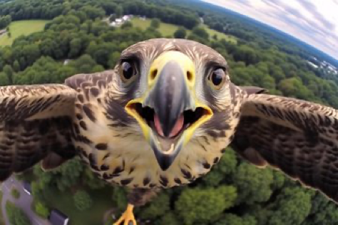 A hyper - realistic GoPro selfie of a [Hawk] [in flight]. --ar 3:2