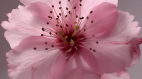 High biology symmetrical close - up shoot of Sakura, anamorphic lens, ultra realistic, hyper detailed --ar 16:9 --q 2 --v...