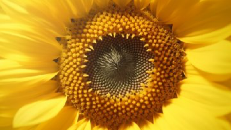 High biology symmetrical close - up shoot of Sunflower, anamorphic lens, ultra realistic, hyper detailed --ar 16:9 --q 2 --v...