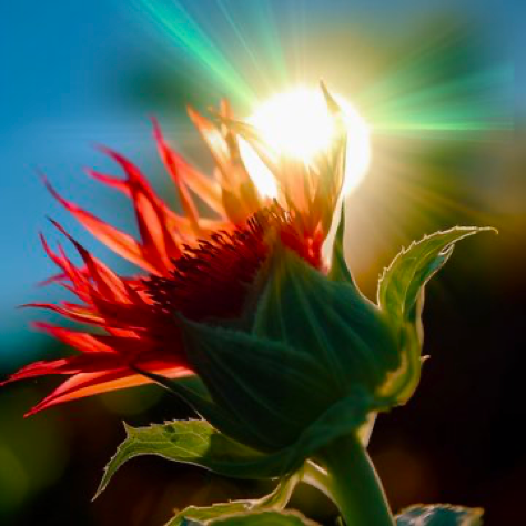 photo of solar flare surrounding a red and green flower --v 5